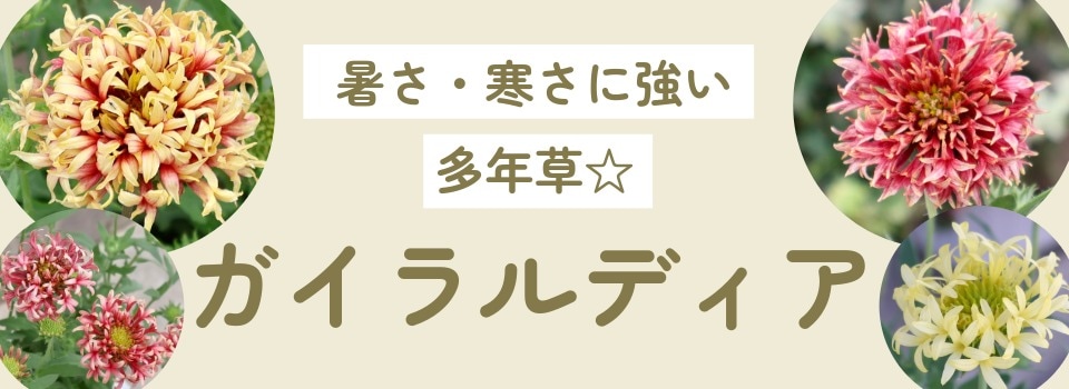 “ガイラルディア”/