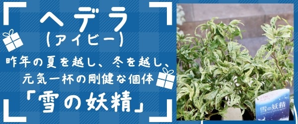 “ヘデラ(アイビー)「雪の妖精」”/