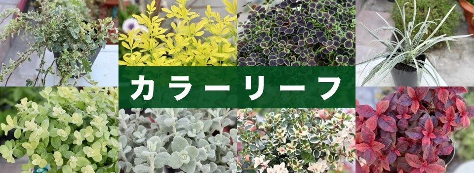 カラーリーフ
