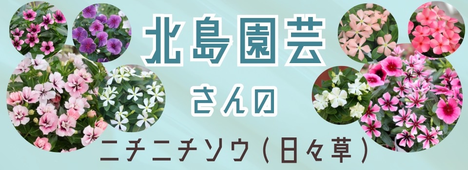“北島さんのビンカ”/