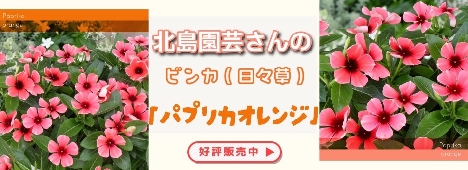 “北島園芸さんのビンカ(日々草)「パプリカオレンジ」”/