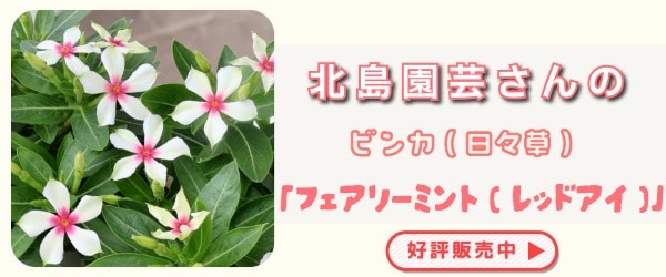 “北島園芸さんのビンカ(日々草)「フェアリーミント(レッドアイ)」”/
