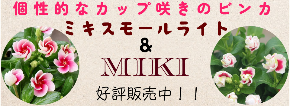 “ミキとスモールライト”/