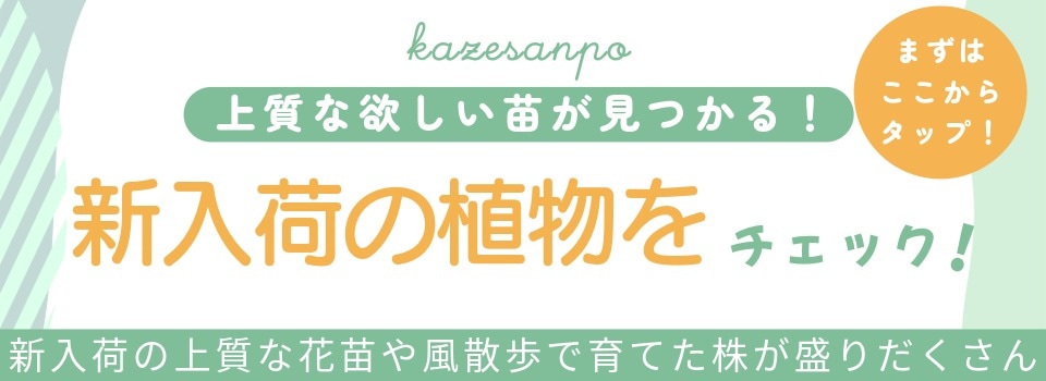 “新入荷の植物”/
