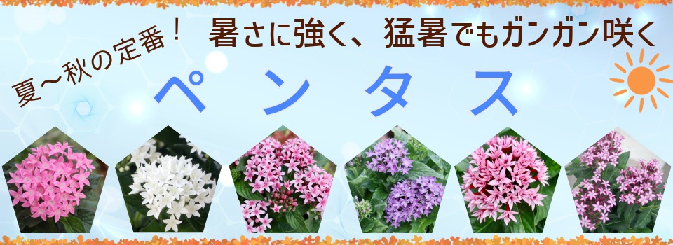 ペンタス