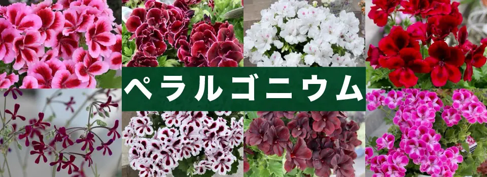 ペラルゴニューム