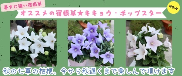 “キキョウ・ポップスター”/
