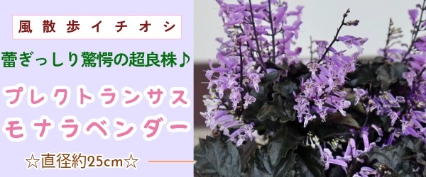 “プレクトランサス・モナラベンダー”/