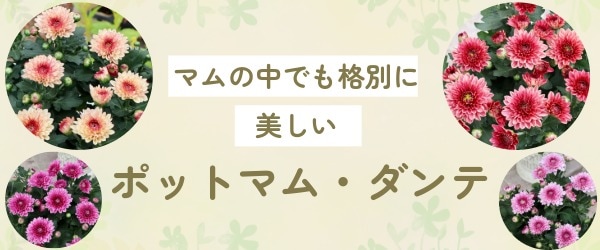“ポットマム・ダンテ”/
