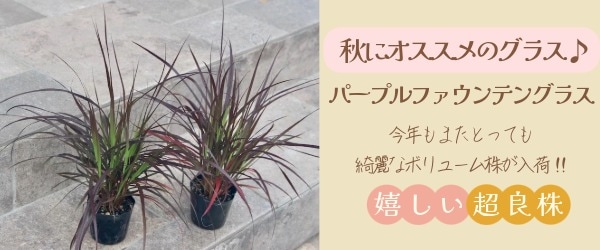 “パープルファウンテングラス”/