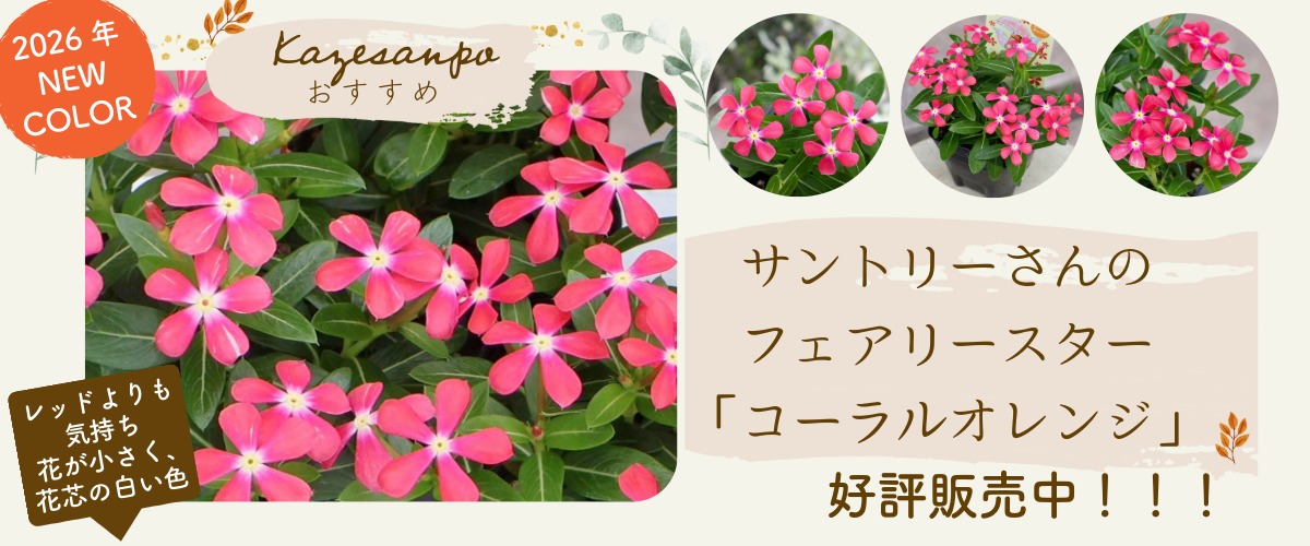 “サントリーさんのフェアリースター「コーラルオレンジ」”/