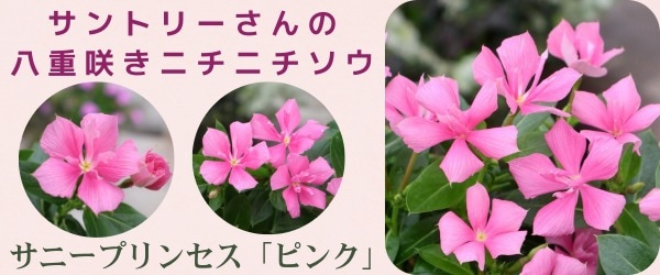 “サントリーさんの八重咲きニチニチソウ☆サニープリンセス「ピンク」”/