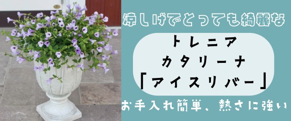 “トレニア・カタリーナ「アイスリバー」”/