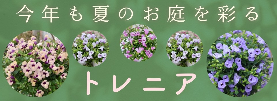 “トレニア”/