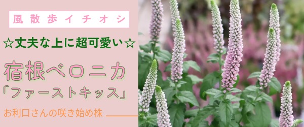 “宿根ベロニカ「ファーストキッス」”/