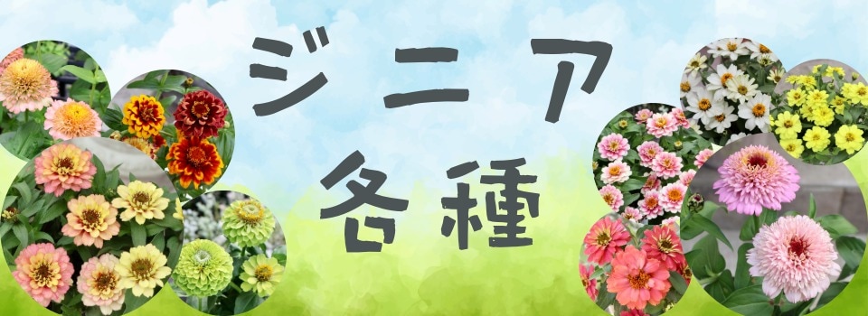 ジニア