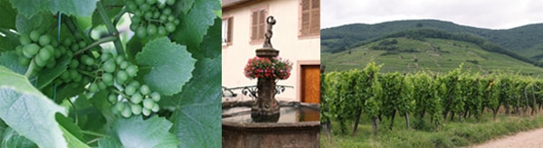 マルク・テンペ・アリアンス 2016【フランス】【白ワイン ...