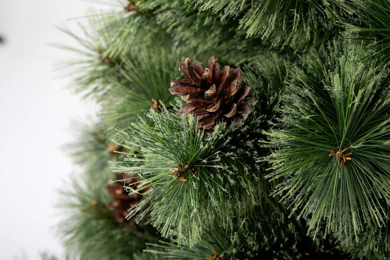 CLAREX SPRUCE の葉