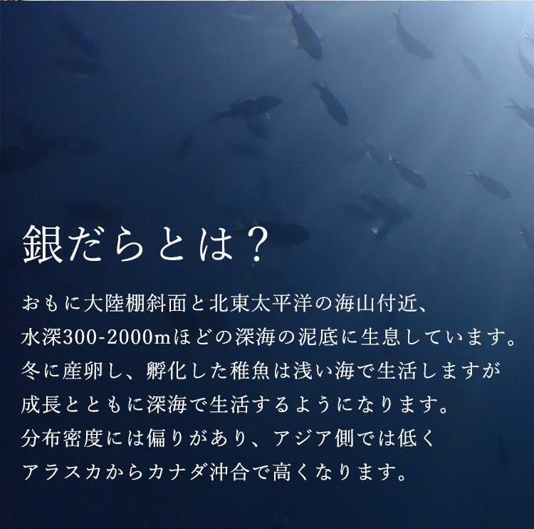 銀だら西京漬