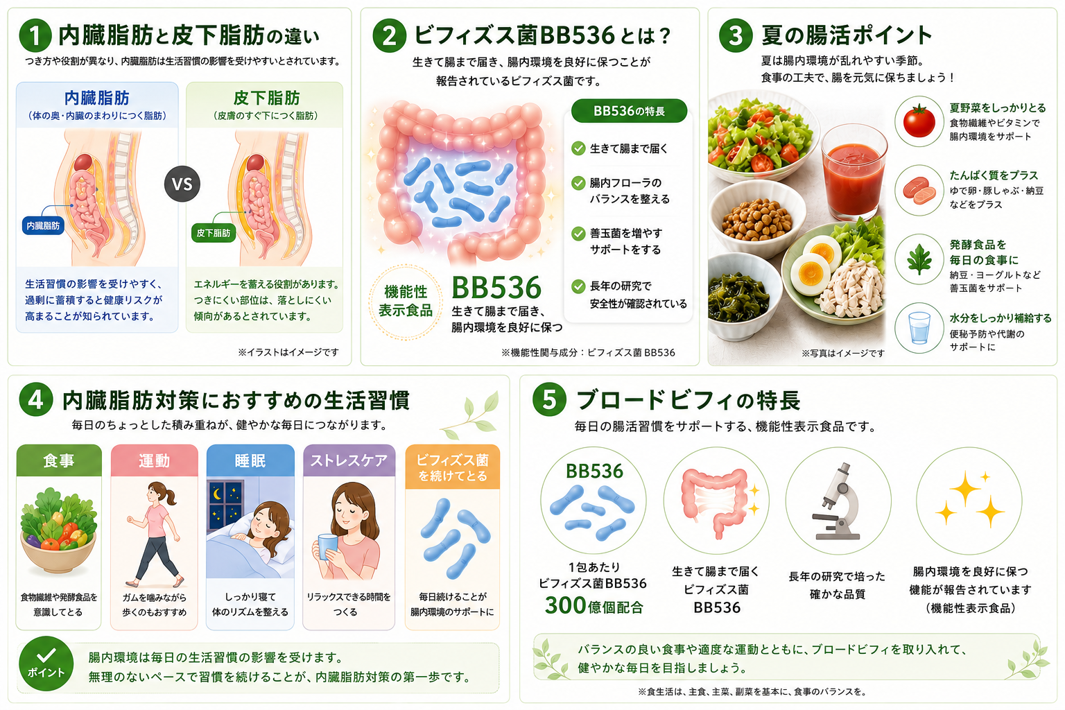 内臓脂肪と皮下脂肪の違い、ビフィズス菌BB536、夏の腸活習慣