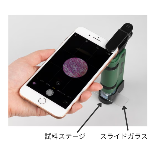 観察の様子