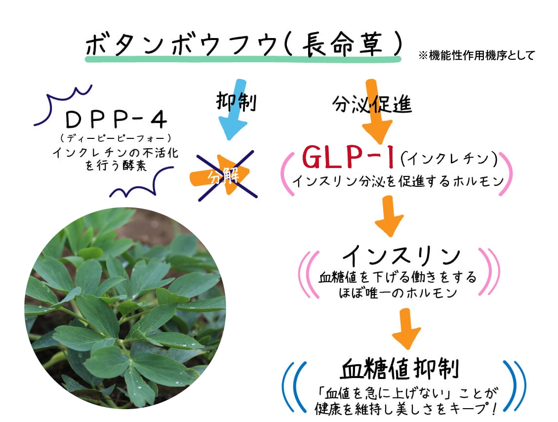 ����Ǥϡ��ܥ���ܥ��ե���ʬ��GLP-1����¥�ʤ�DPP-4�˳��ˤ�ꥤ�󥹥���¥�������ۼ����٤餻�ƿ�������ͤξ徺���ޤ��뤳�Ȥ���𤵤�Ƥ��ޤ���