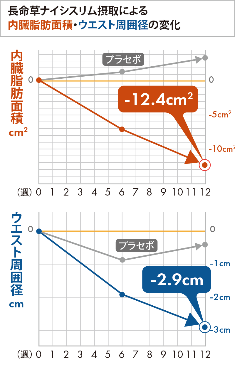 内臓脂肪の減少／ウエスト周囲計の推移
