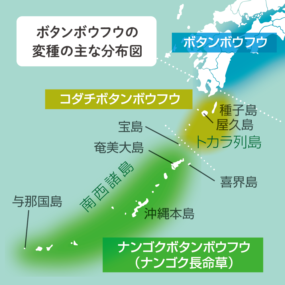 ボタンボウフウの新たな可能性について意見交換する３人