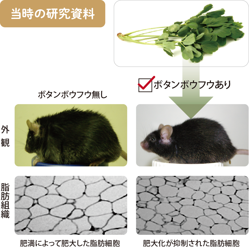 「ボタンボウフウを与えたマウスが、与えていない個体に対して明らかに痩せている」ことを偶然発見