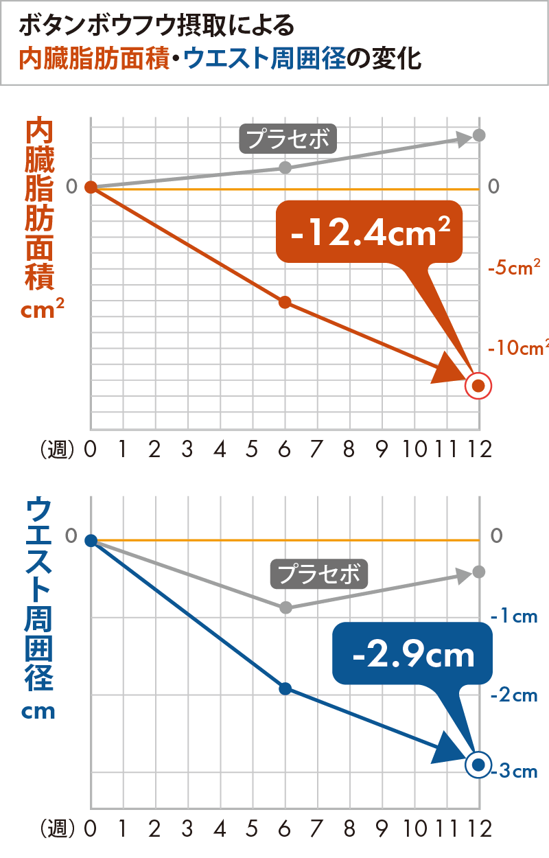 ボタンボウフウ摂取による内臓脂肪面積・ウエスト周囲径の変化
