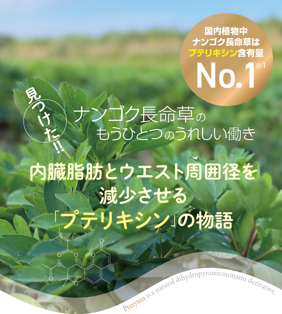 見つけた！！ ナンゴク長命草の内臓脂肪とウエスト周囲径を減少させる「プテリキシン」の物語
