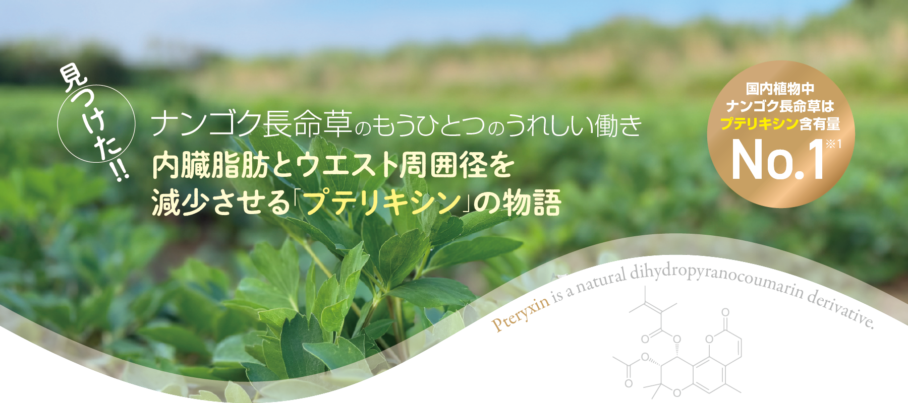 見つけた！！ ナンゴク長命草の内臓脂肪とウエスト周囲径を減少させる「プテリキシン」の物語