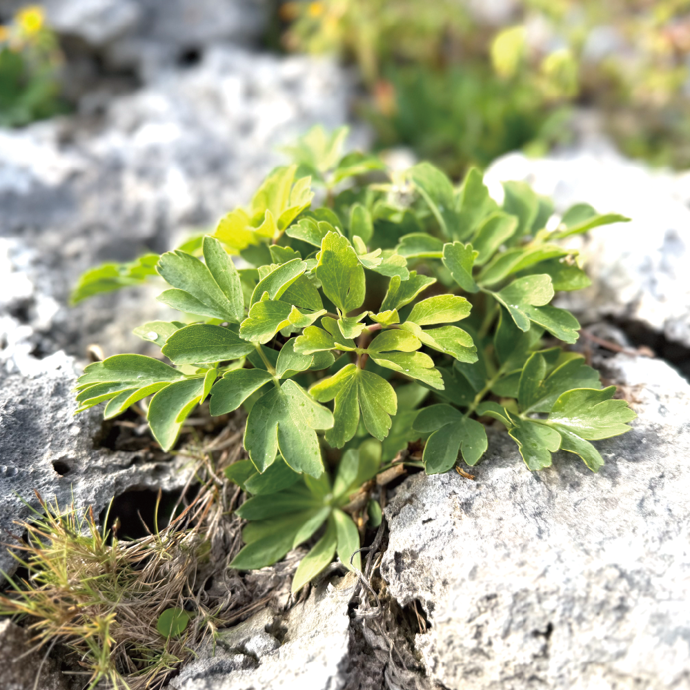 「喜界島に自生するナンゴク長命草