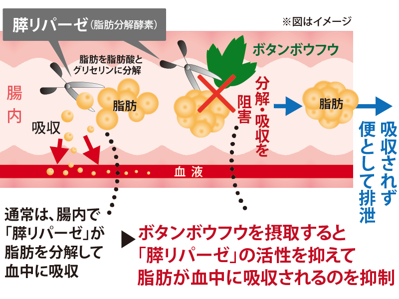 クロロゲン酸が脂肪の吸収を抑えます。