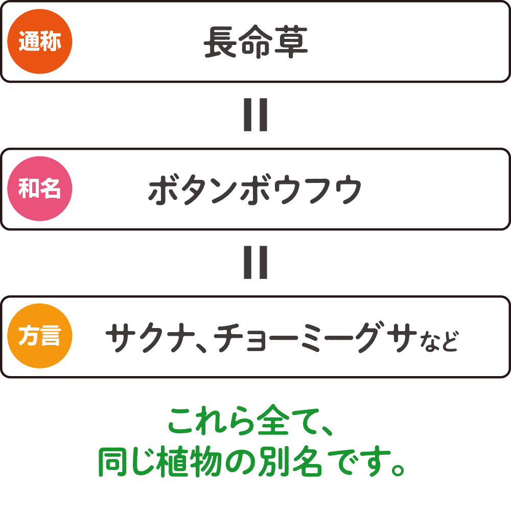 これら全て、同じ植物の別名です。ボタンボウフウ、長命草サクナ、チョーミーグサなど