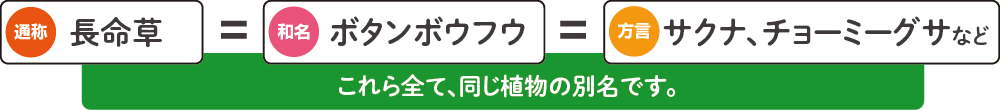 これら全て、同じ植物の別名です。ボタンボウフウ、長命草サクナ、チョーミーグサなど
