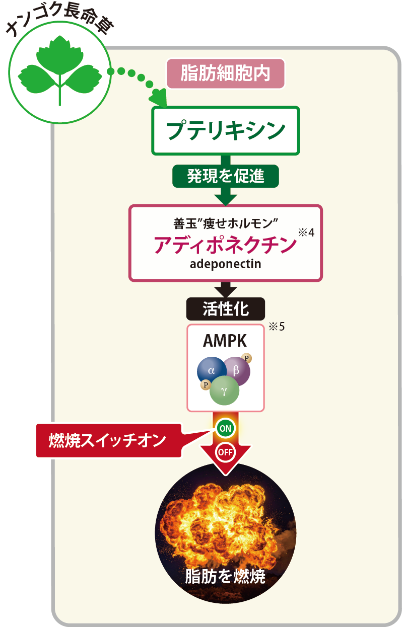 プテリキシンが脂肪の燃焼を加速する
