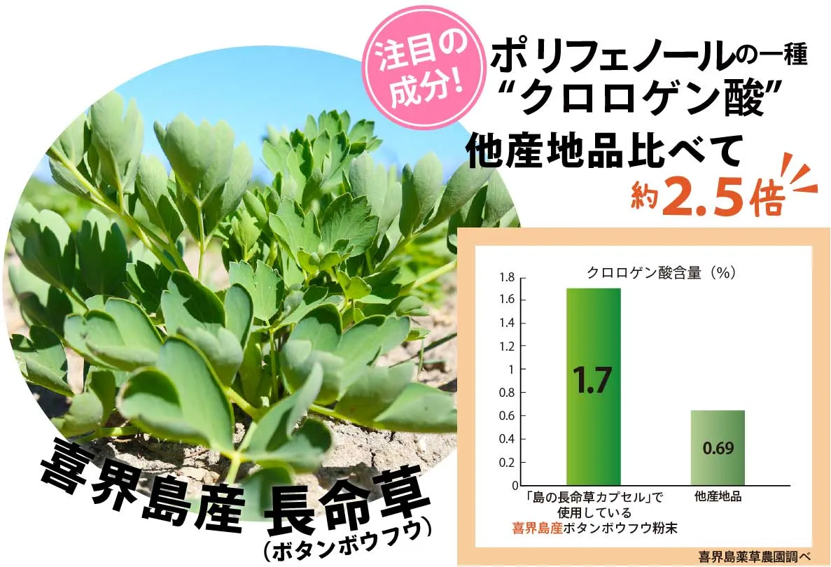 喜界島産長命草はポリフェノールの一種クロロゲン酸が他産地品に比べて約2.5倍!