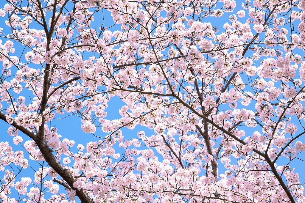 桜の写真