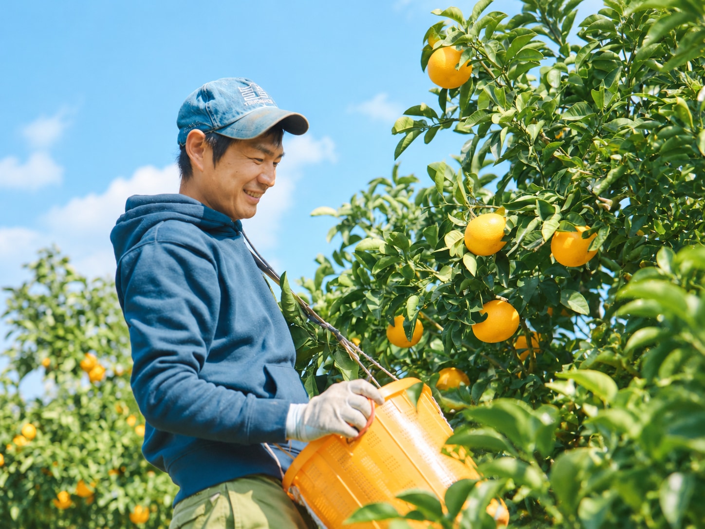 和歌山県紀美野町で八朔を収穫する様子