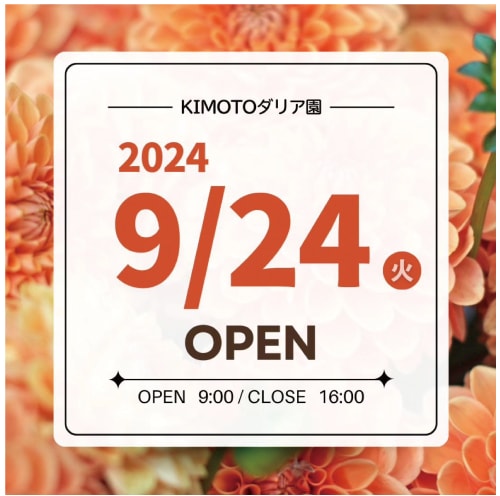 2024年KIMOTOダリア園　9月24日（火）オープン！