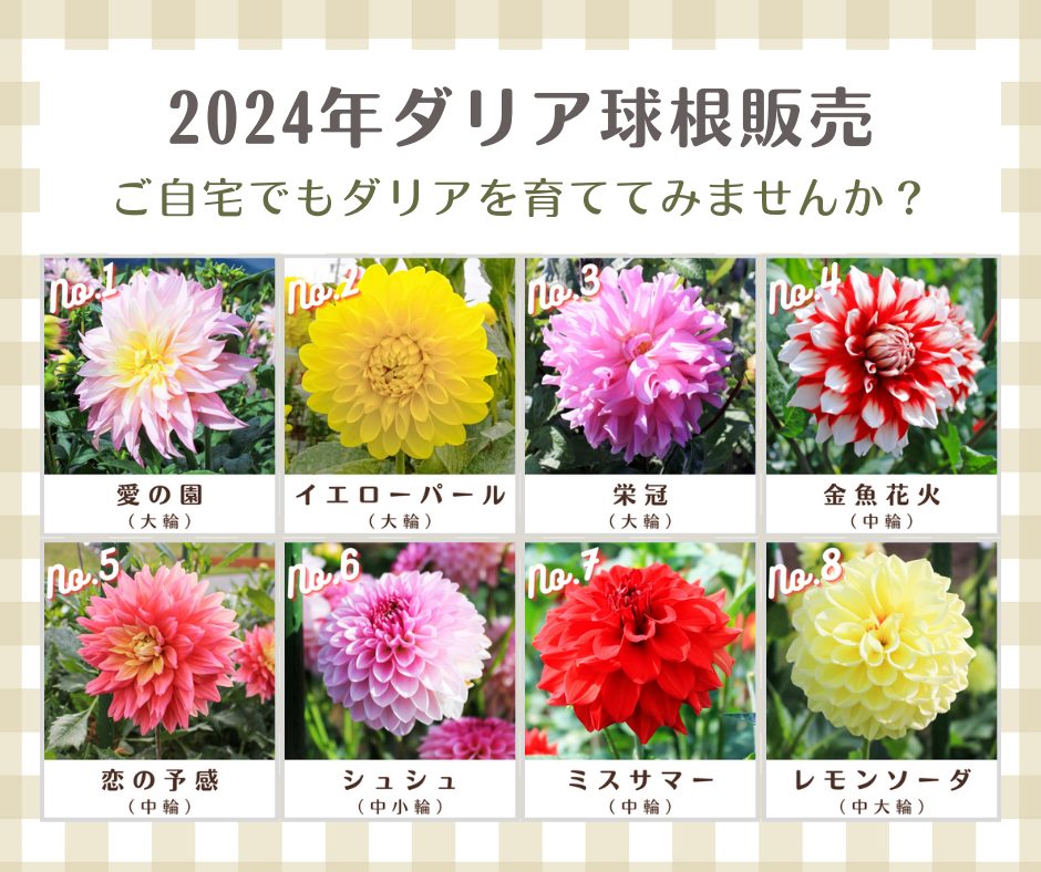 きもとファーム・ダリア球根