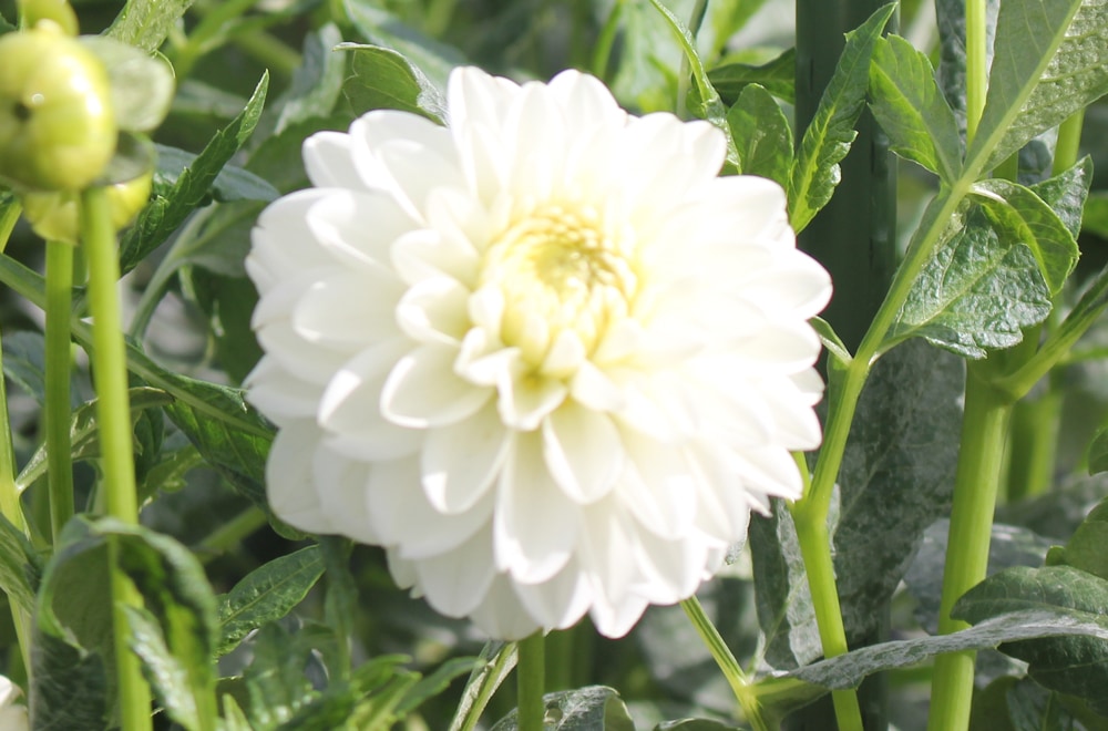 ダリア ゆきちゃん