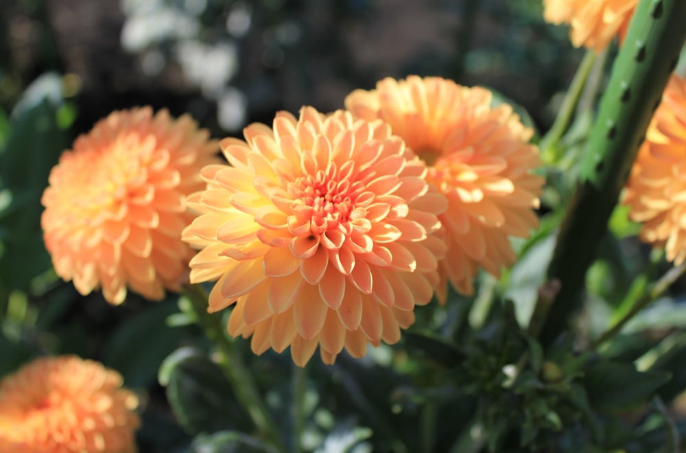 ダリア 憐（れん）