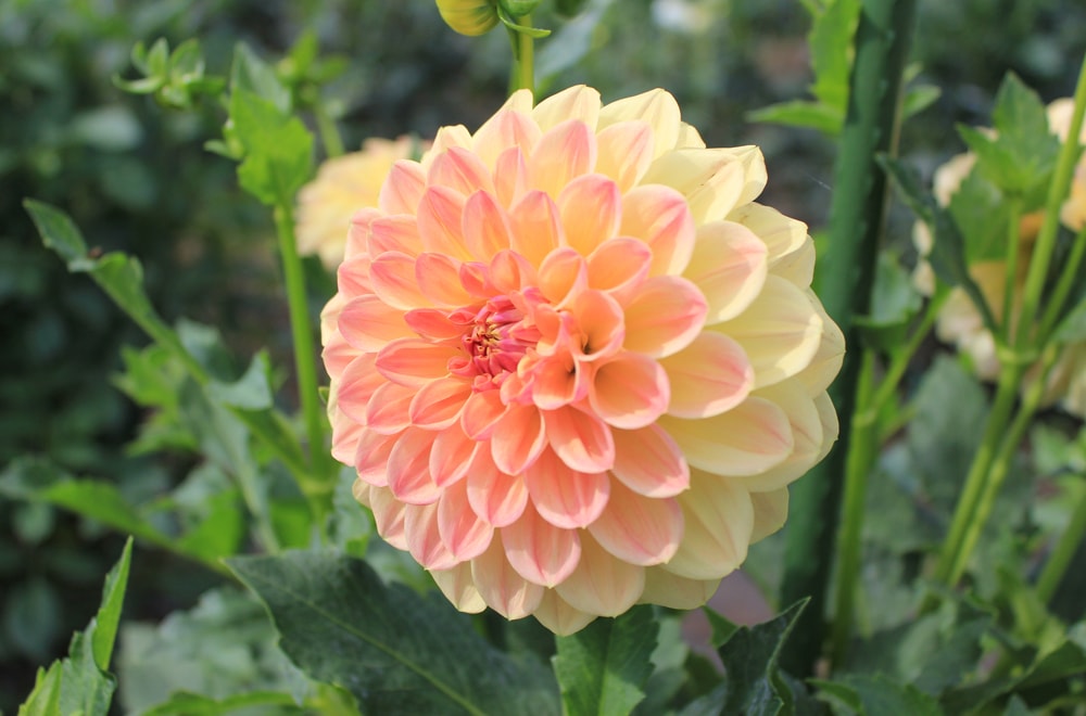 ダリア エンジェルヒップ