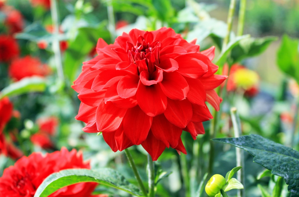 ダリア ミスサマー