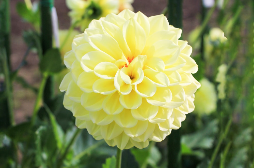 ダリア レモンソーダ