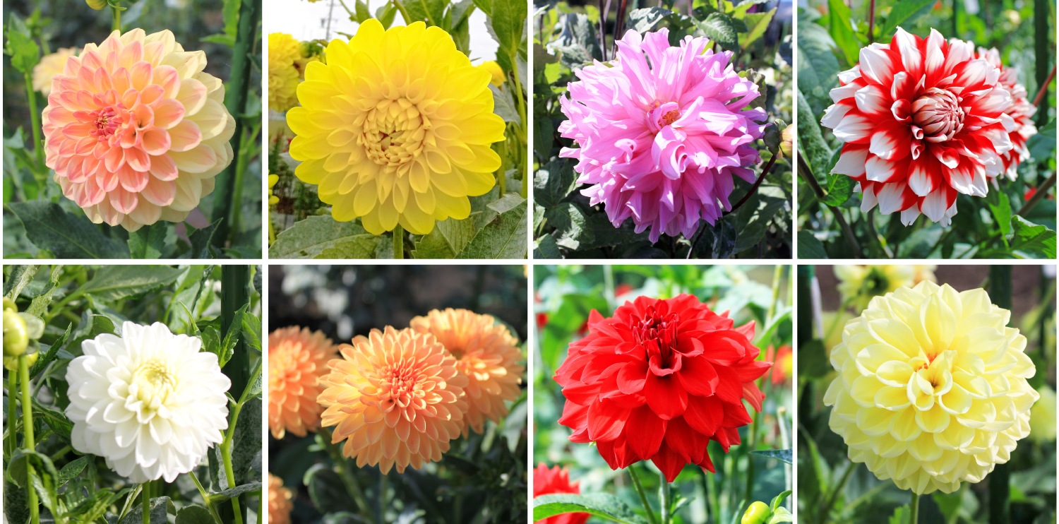 KIMOTOダリア球根2025