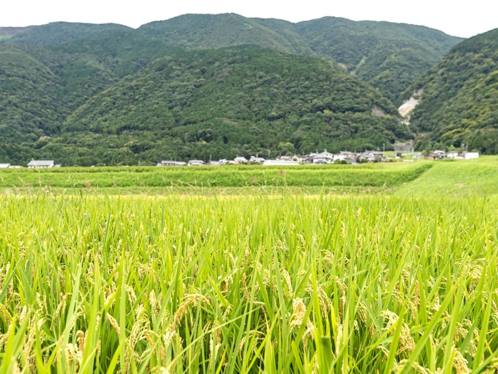 坂本エリア