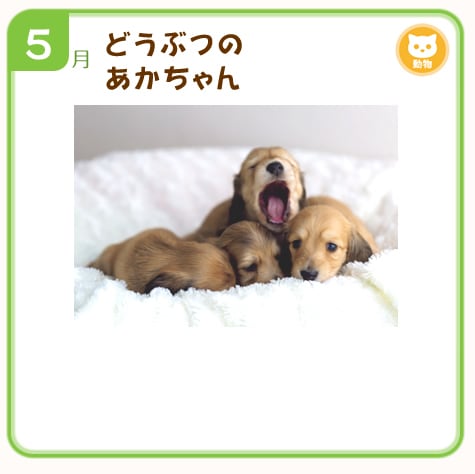 5��ɤ��֤Ĥ� ���������